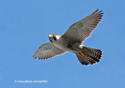 Peregrine Falcon