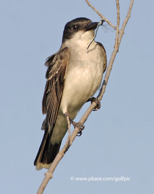 Eastern Kingbird and Damselfy