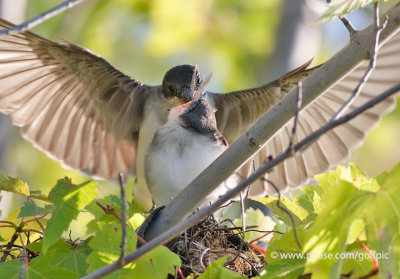 Eastern Kingbird feeding young (fledged)
