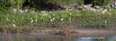 Count 'em.  Nine Great Egrets and one Great Blue Heron.