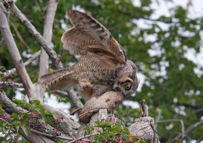Great-Horned Owl and duck for dinner