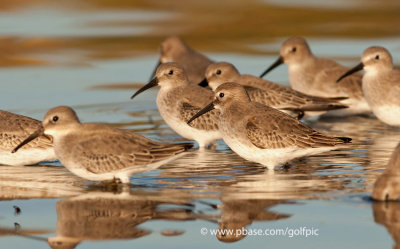 Flock of 15 Dunlin