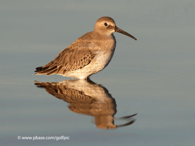 Dunlin