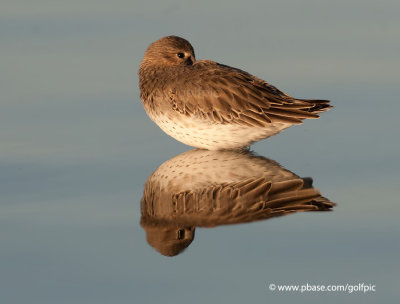 Dunlin