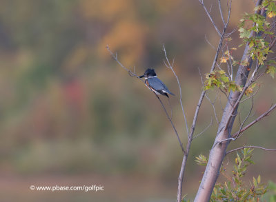 Fall colours  in Ottawa (Kingfisher)