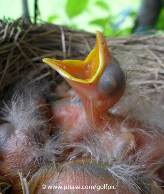 Robin chick