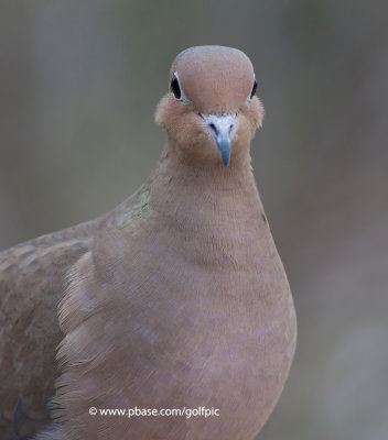 Mourning Dove