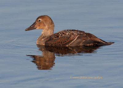 King Eider 