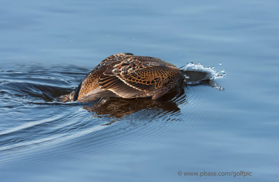 King Eider dive