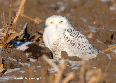 Snowy Owl (young male)