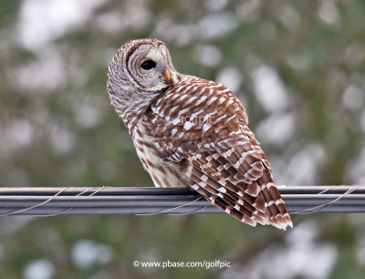 Barred Owl near Halliburton perched along Glamorgan Road up the hill from Purcell Road