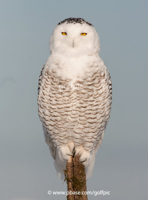 Snowy Owl on Wall Road in Orleans (east end of Ottawa)