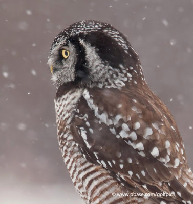 Northern Hawk Owl in falling snow