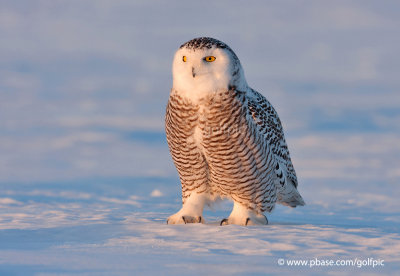 Snowy Owl in the setting sun