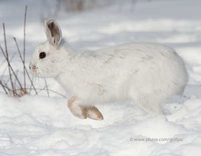 Hare on the run