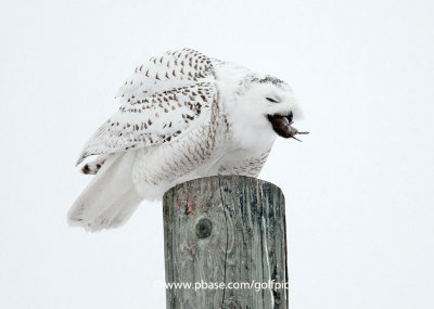 Snowy Owl with vole