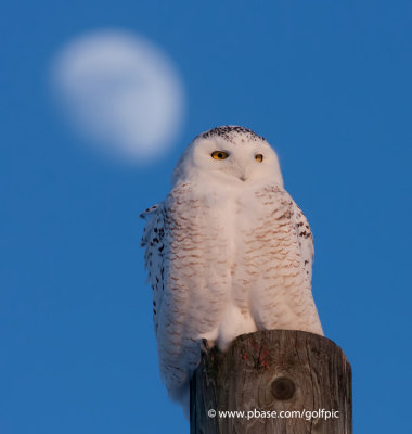 Snowy Owl moonrise
