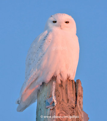 Snowy Owl (adult male)