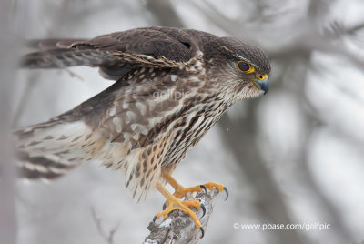 Merlin on the hunt