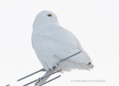 Snowy Owl (adult male)