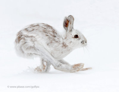 Snowshoe Hare on the run