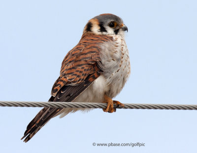 American Kestrel (female)