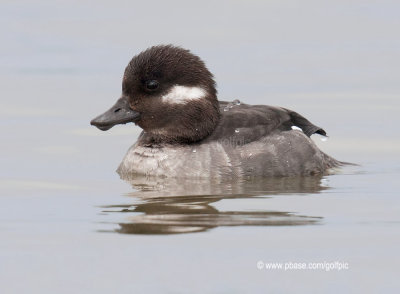 Bufflehead (female)