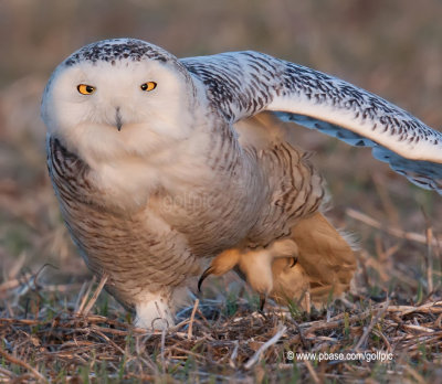 Owl calisthenics