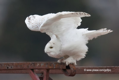 Snowy Owl wing stretch