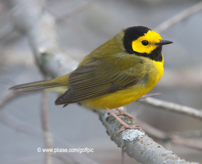 Hooded Warbler (male)