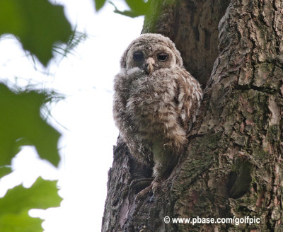 Barred owlet