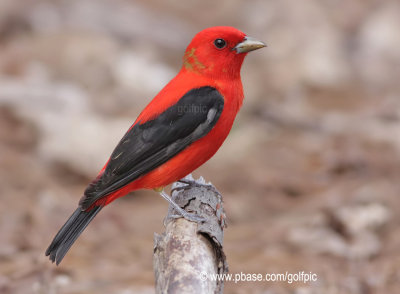 Scarlet Tanager