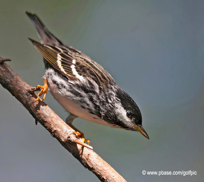 Blackpoll Warbler