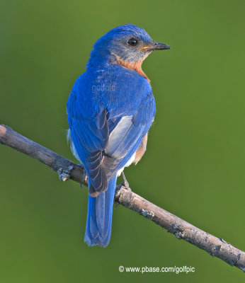 Eastern Bluebird (male)