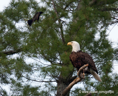 Bald Eagle harassed by common grackle