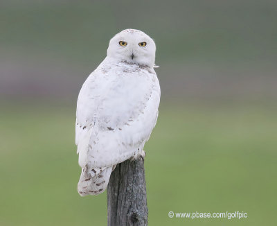 Snowy Owl