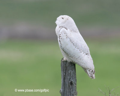 Two hot-air balloons catches snowy owl attention