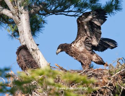 A young bald eagle flexes its wings on the nest