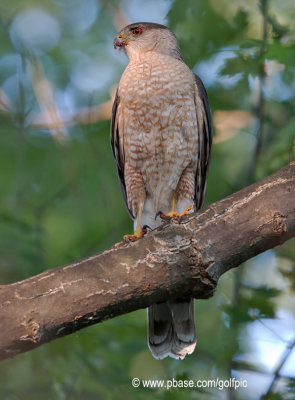 Coopers Hawk (male)