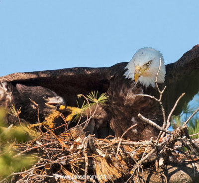 Bald Eagles are more than 8 weeks old now