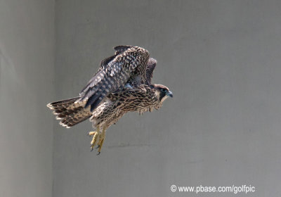 Peregrine Falcon (Juvenile)