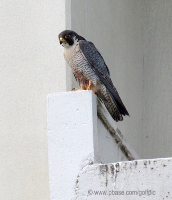 Peregrine Falcon (adult)