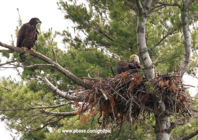 Bald Eagles at the nest