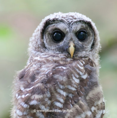Juvenile Barred Owl (ol' blue eyes)