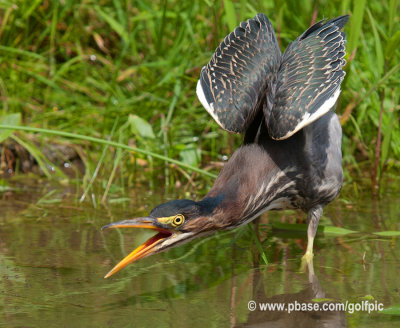 Green Heron wing stretch