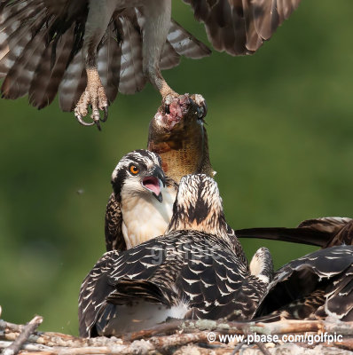 Osprey family dinner time