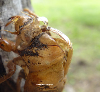cicada2014100xcropxweb.jpg