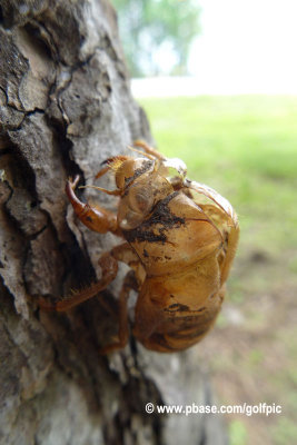 cicada2014fullframeweb.jpg