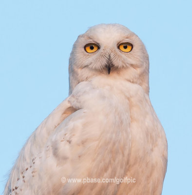 Snowy Owl in August  (adult male)