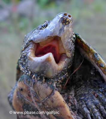 Stink Pot turtle at Britannia Conservation area